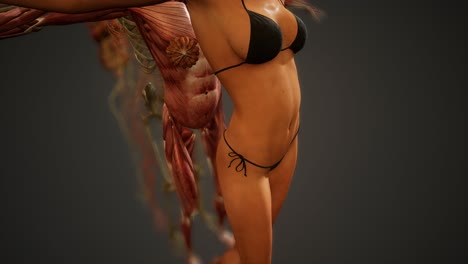 Animated-3D-human-anatomy-illustration